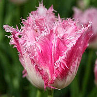 Тюльпан оторочений Edinburgh 12+