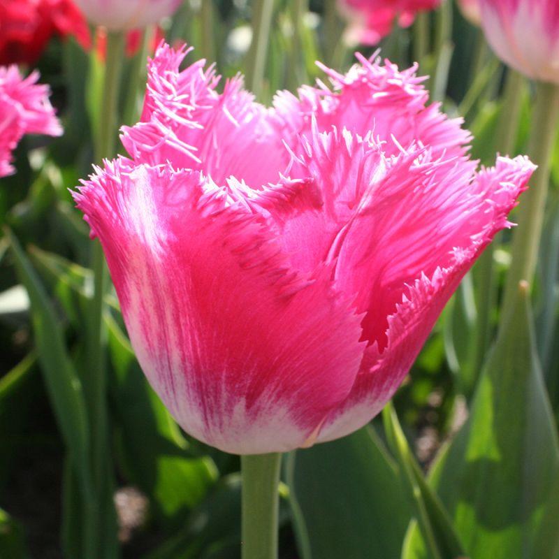 Тюльпан оторочений Joy of Spring 12+