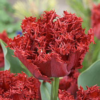 Тюльпан махровий оторочений Maywood 12+