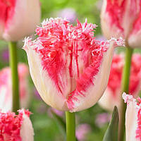 Тюльпан оторочений Neglige 12+