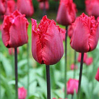 Тюльпан оторочений Red Wing 11/12