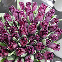 Тюльпан оторочений San George 12+