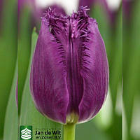 Тюльпан оторочений San Luiz 12+