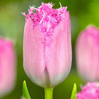 Тюльпан оторочений Santander 12+