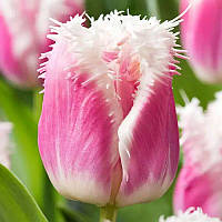 Тюльпан оторочений Siesta 12+