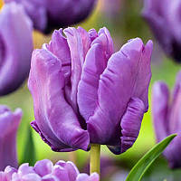 Тюльпан папуговий Blue Parrot 12+