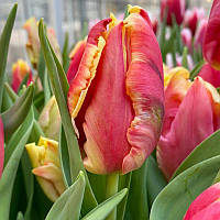 Тюльпан папуговий Dee Jay Parrot 12+