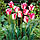 Тюльпан тріумф Mata Hari 12+, фото 3
