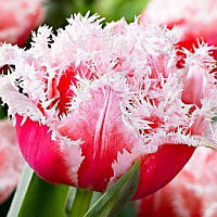 Тюльпан махровий оторочений Queensland 11/12