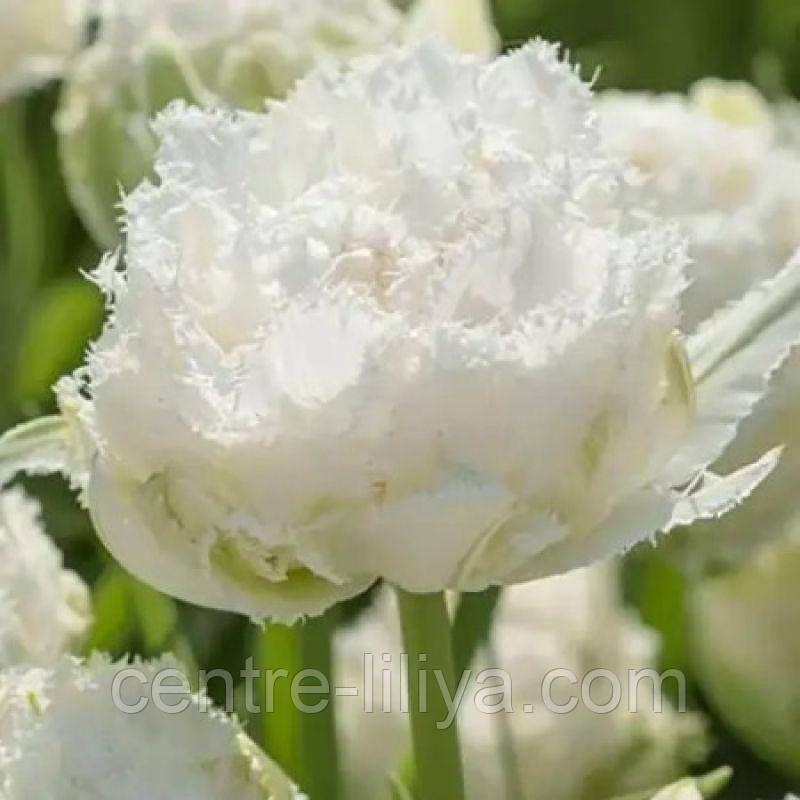 Тюльпан махровий оторочений Snow Crystal 12+
