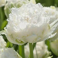 Тюльпан махровий оторочений Snow Crystal 12+