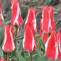 Тюльпан низький Грейга Pinocchio 11/12