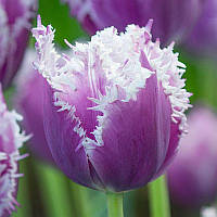 Тюльпан оторочений Cummins 11/12