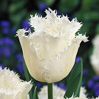 Тюльпан оторочений Honeymoon 12+