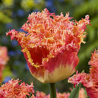 Тюльпан оторочений Joint Devision 12+