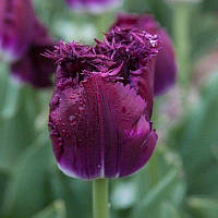 Тюльпан оторочений Purple Crystal 12+