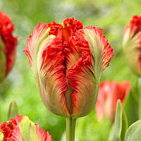 Тюльпан папуговий Exotic Parrot 12+