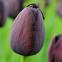 Тюльпан простий Queen of Night 11/12