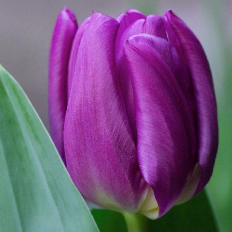 Тюльпан тріумф Purple Flag 12+