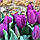 Тюльпан тріумф Purple Flag 12+, фото 3