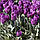 Тюльпан тріумф Purple Flag 12+, фото 2