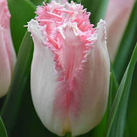 Тюльпан оторочений Haïti 10/11