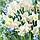 Нарцис махровий White Marvel 14/16, фото 4