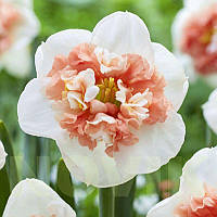 Нарцис спліт-корона Fire Drill 12/14