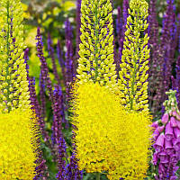 Еремурус Tap Dance