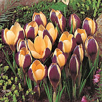 Крокус ботанічний Herald 5/7