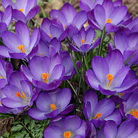 Крокус ботанічний Ruby Giant 5/7