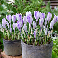 Крокус великоквітковий Whale Shark 7/8