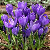 Крокус великоквітковий Remembrance 8/9