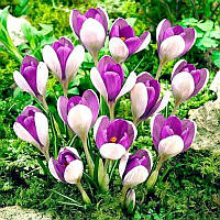 Крокус великоквітковий Vanguard 8/9