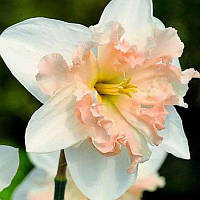 Нарцис спліт-корона Palmares 12/14