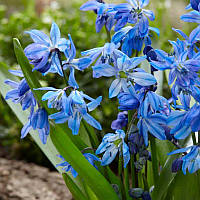 Сцилла (пролеска) 5+