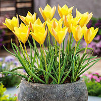 Тюльпан ботанічний Honky Tonk 6+