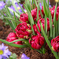 Тюльпан ботанічний Tete a Tete 5+