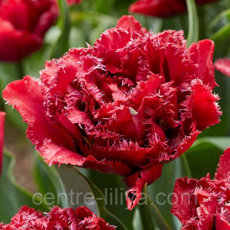 Тюльпан махровий оторочений Cranberry Thistle 11/12