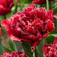 Тюльпан махровий оторочений Cranberry Thistle 11/12