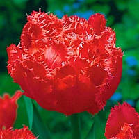 Тюльпан махровий оторочений Mi Amor 12+