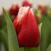 Тюльпан оторочений New Santa 10/11