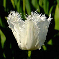 Тюльпан оторочений Noordeinde 11/12