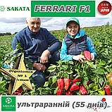 Перець ультраранній ФЕРРАРІ F1 / FERRARI F1 ТМ Sakata (Японія), фото 10
