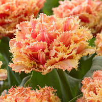 Тюльпан махровий оторочений Brisbane 11/12