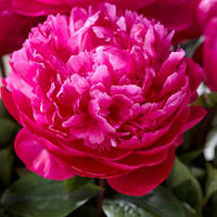 Півонія Red Sarah Bernhardt 2/3