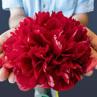 Півонія Command Performance 2/3