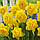 Нарцис махровий Spring Paradijs 14/16, фото 3