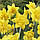 Нарцис махровий Spring Paradijs 14/16, фото 4