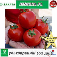 Томат ультраранній ДЖЕСІКА F1 / JESSICA F1 ТМ Sakata (Японія)